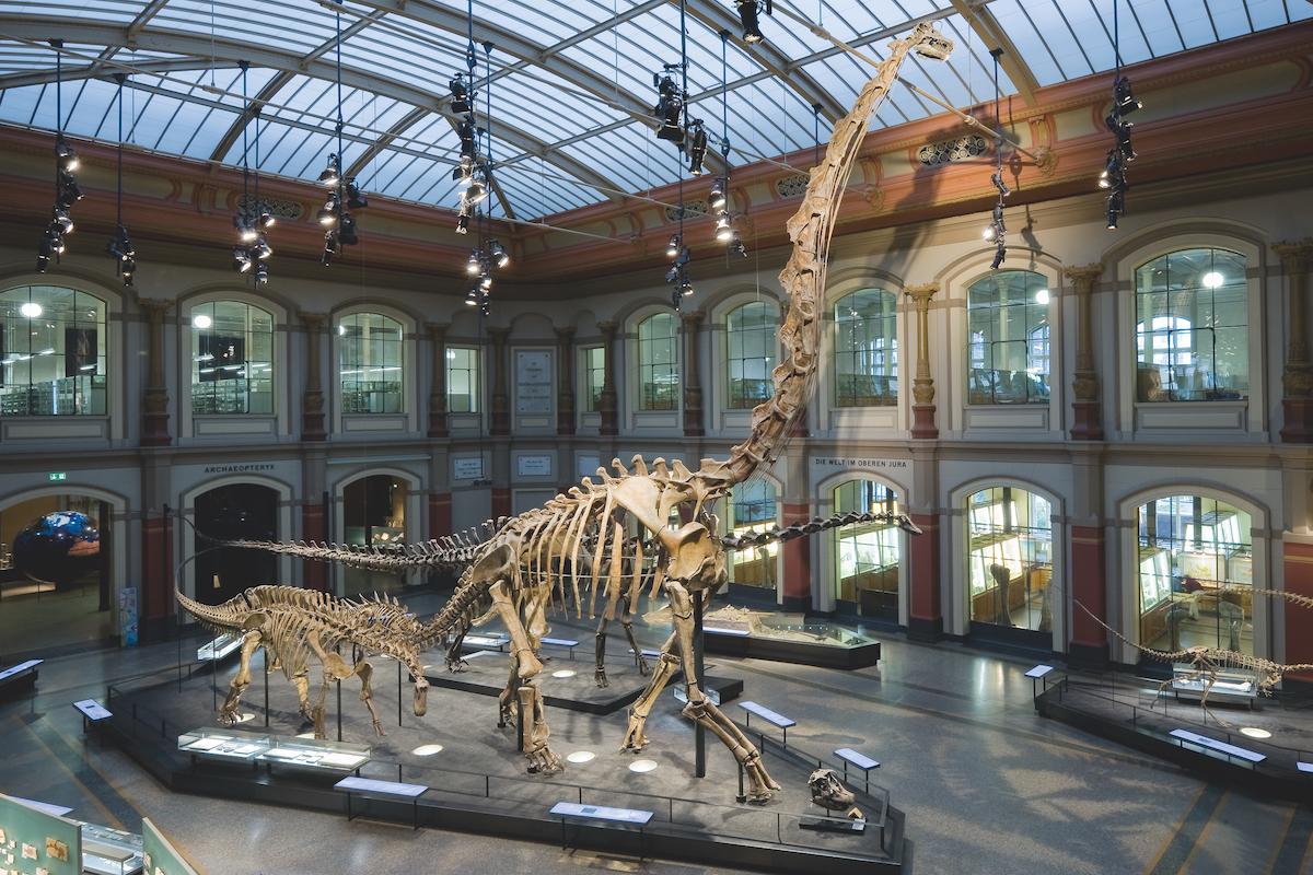 Der Sauriersaals des Naturkundemuseums. In der Mitte mit dem Graffa Titan 