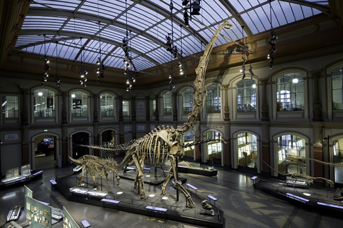 Giraffatitan brancai Giraffatitan brancai