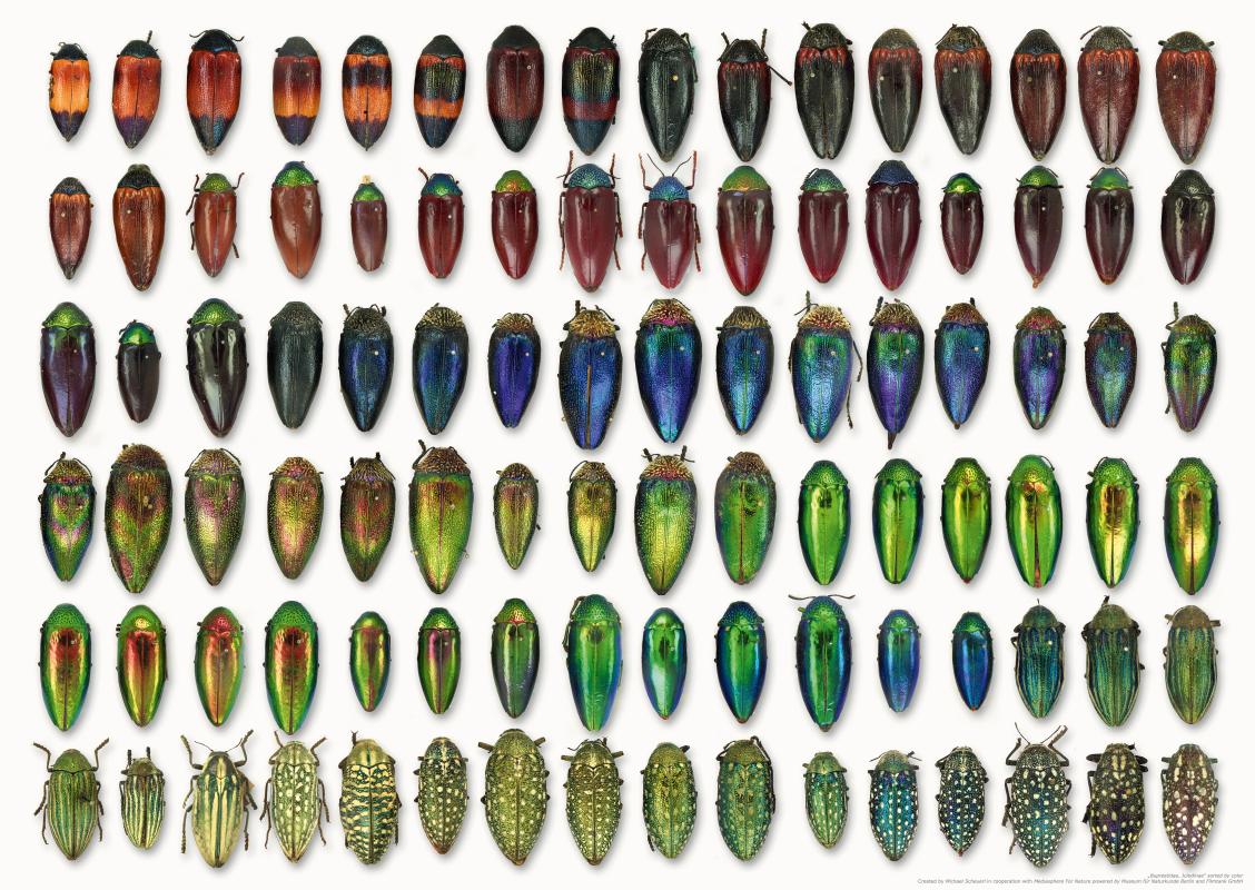 Aufreihung von schillernden Käfern