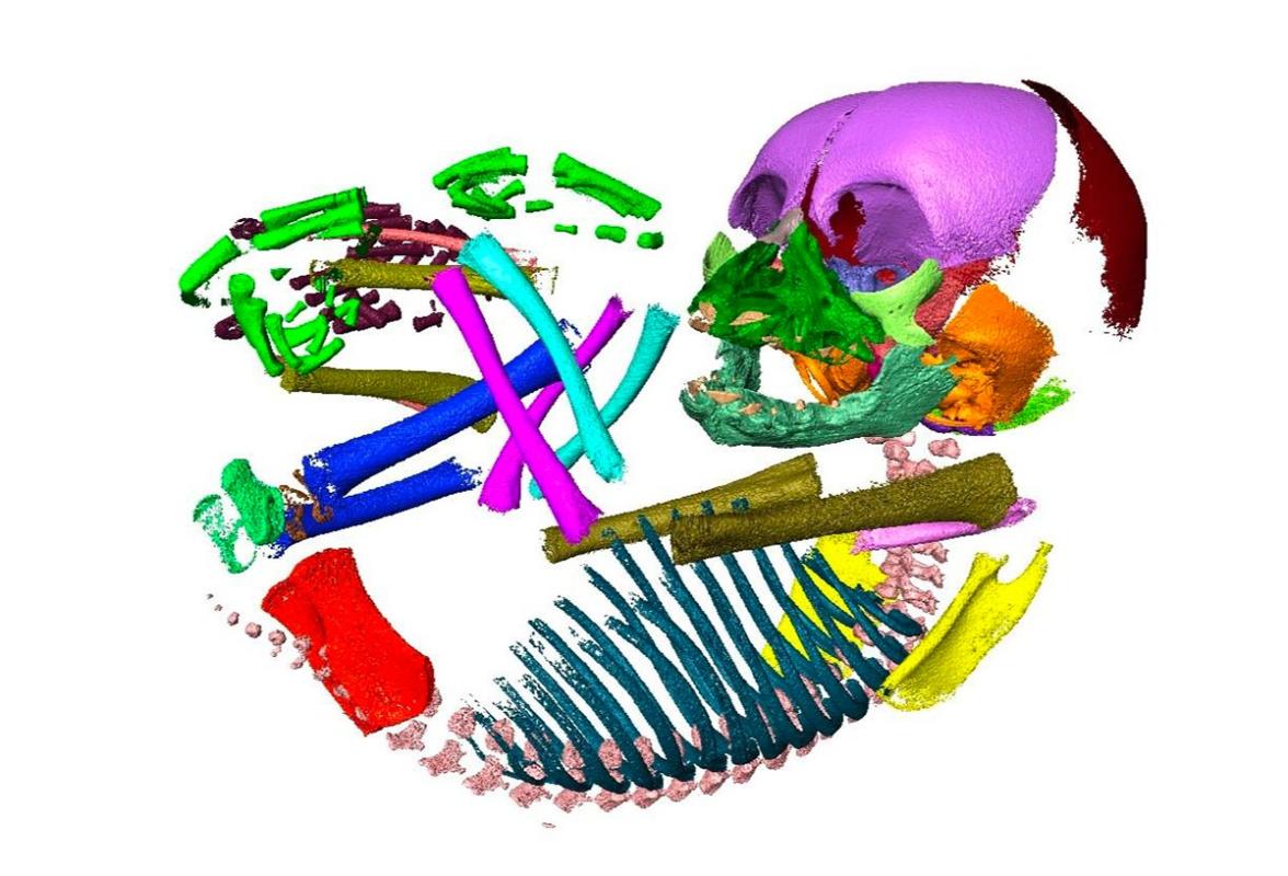 Farbiger CT Scan mit abgebildeten Knochen eines embryonalen Schimpansen