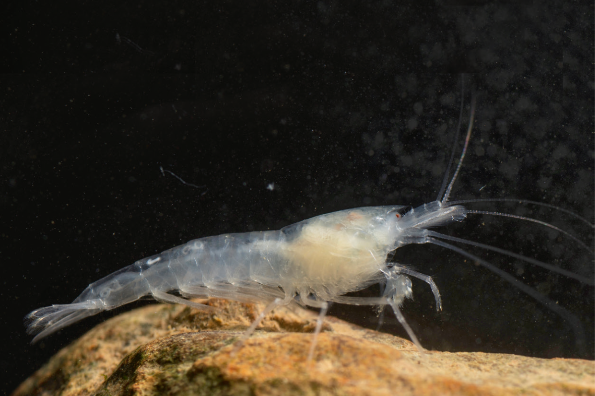 Garnele Caridina tachlam Garnele Caridina tachlam
