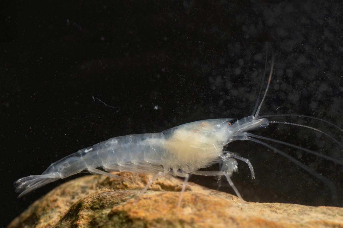 Garnele Caridina tachlam