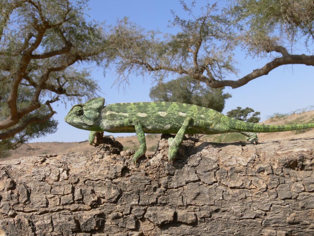 Chameleon on trunk, blue sky and trees in background