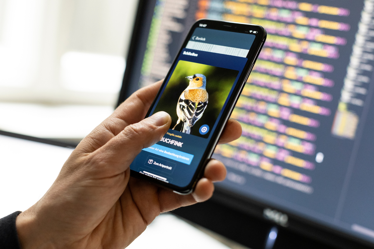 Eine Person hält ein Handy in der Hand, auf dem die Naturblick-App das Artportrait eines Buchfinks anzeigt.