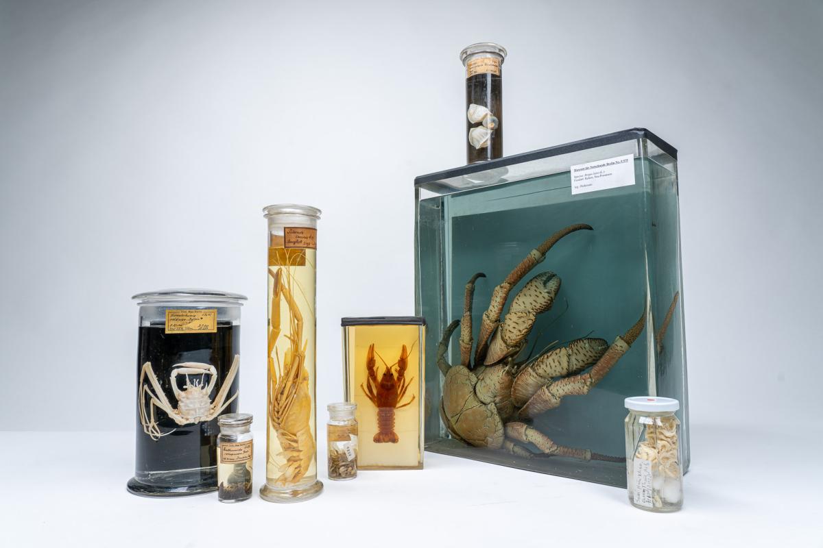Objects from the Crustacean Collection (© MfN_B.Schurian: https://doi.org/10.7479/rvnm-1t95)