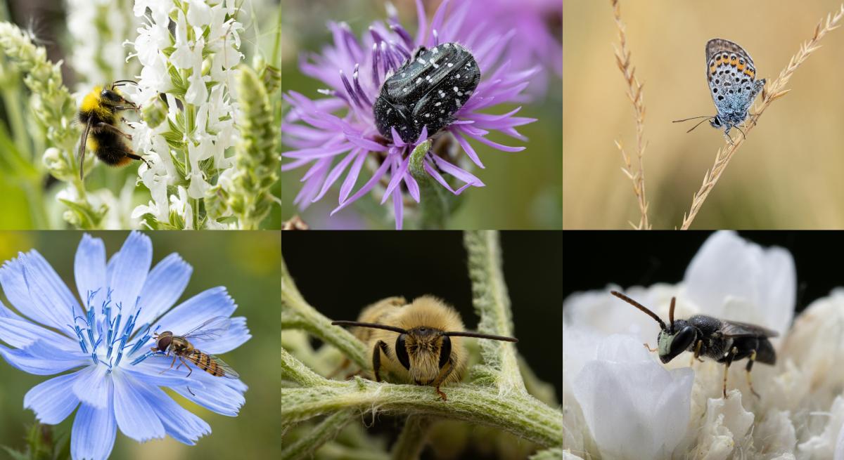 Collage von bestäubenden Insekten: Hummel, Rosenkäfer, Bläuling, Schwebfliege, Hosenbiene und Maskenbiene