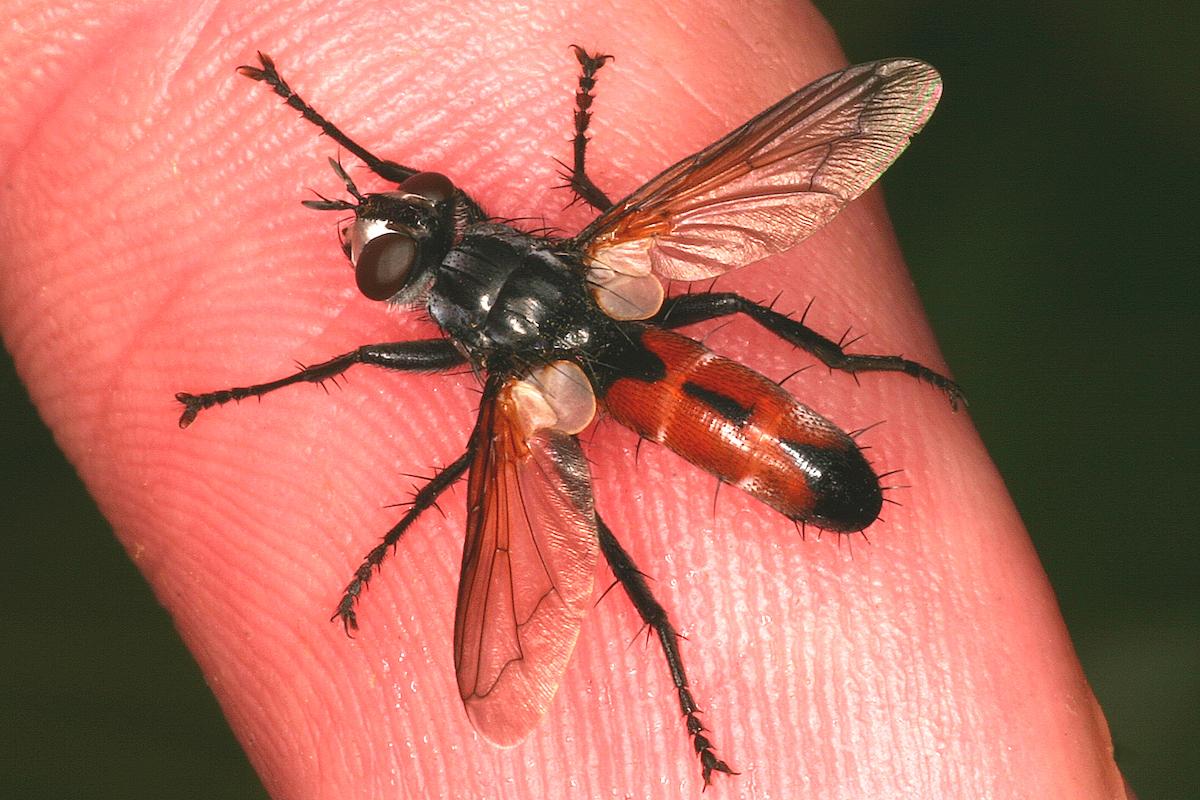 Cylindromyia uncinata