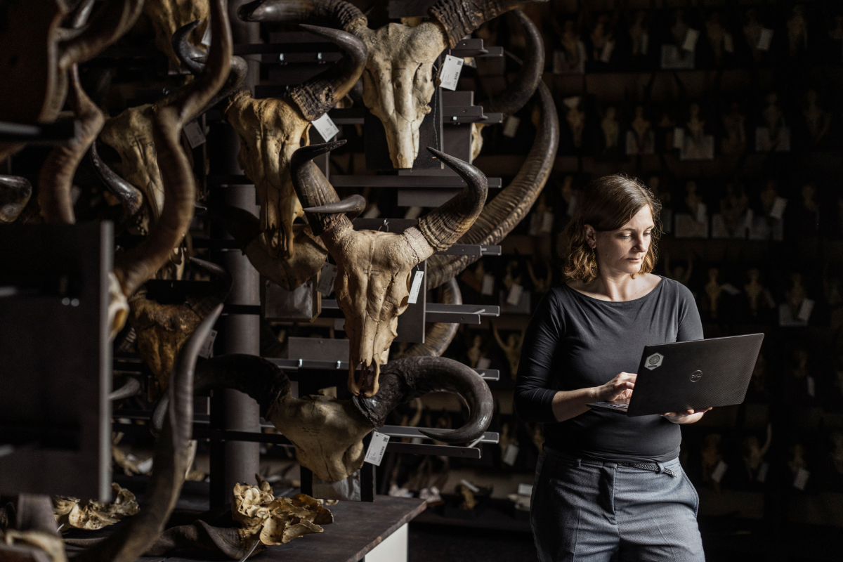 Mareike Petersen steht mit ihrem Laptop in der Geweihsammlung des Museums.