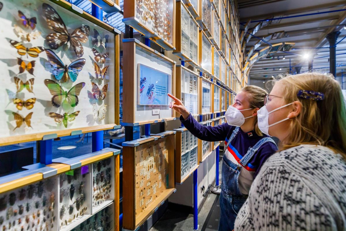 Besucherinnen bestaunen Insektenfilm in der Ausstellung