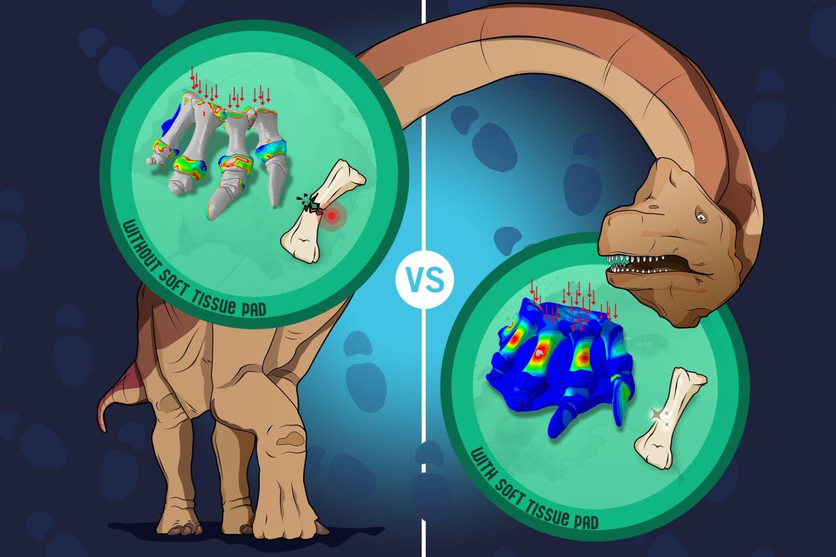 Illustration Dinofüße mit Polstern © Dr. Andréas Jannel