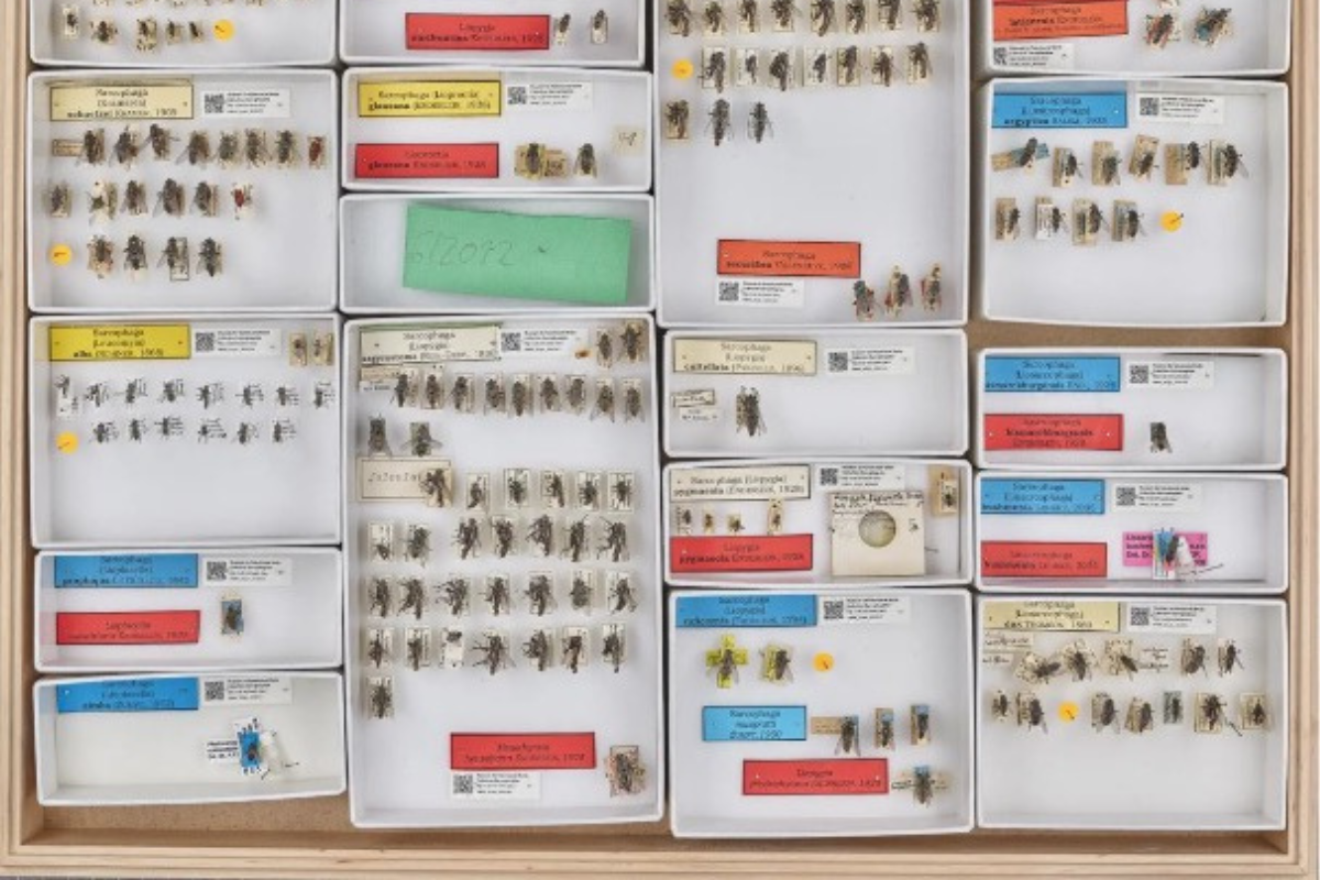 Sammlungsschaukasten mit Fliegen und Mücken des Datenportals 