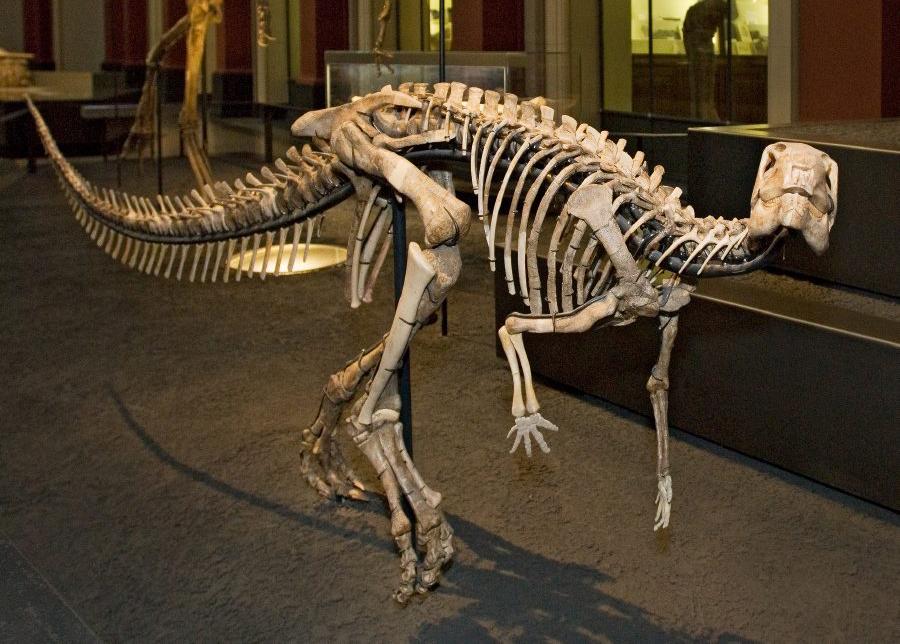 Dysalotosaurus lettowvorbecki skeleton in exhibition