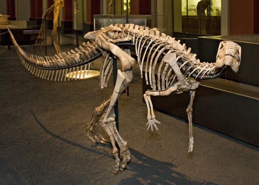 Dysalotosaurus lettowvorbecki skeleton in exhibition