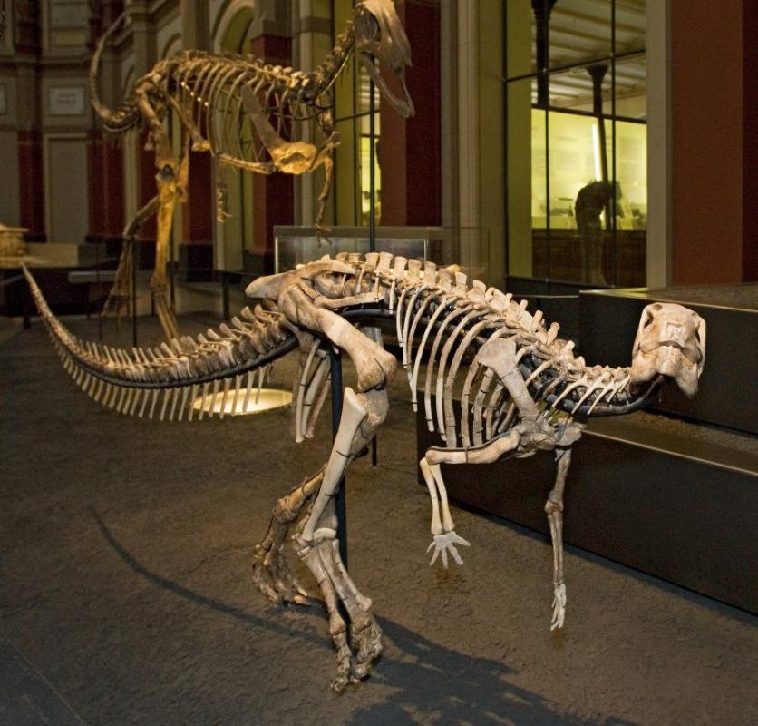 Dysalotosaurus Skelett in der Ausstellung des MfN Dysalotosaurus Skelett in der Ausstellung des MfN