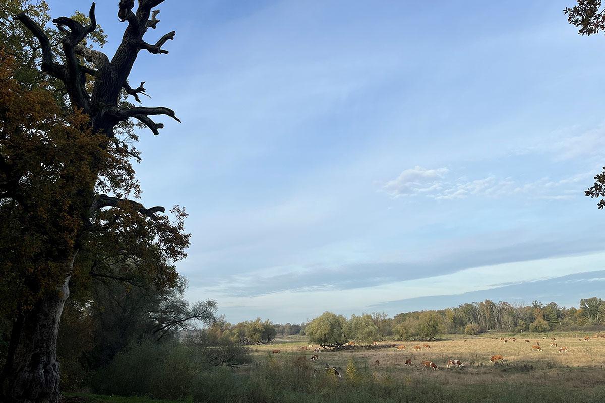 Blick auf die Elbe Flusslandschaft