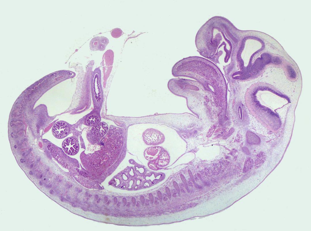 Embryologie @ Nanette Schneider