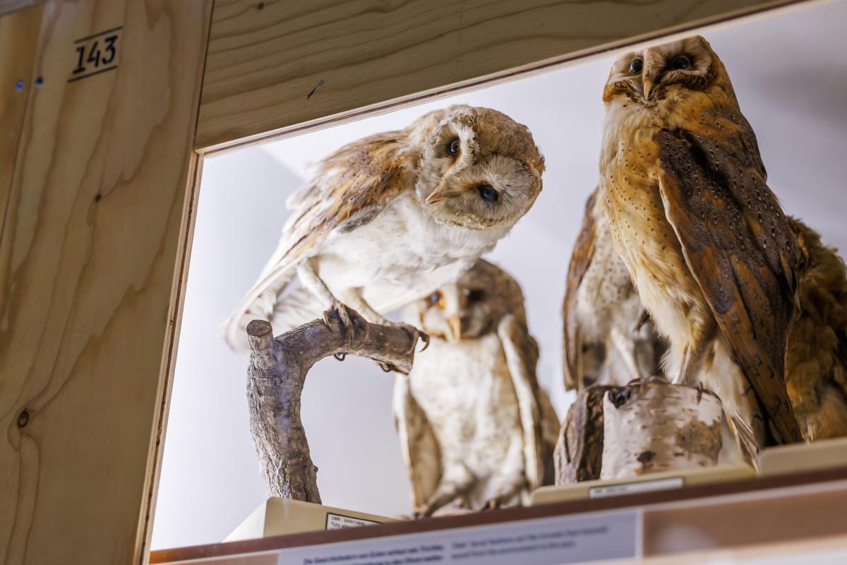 Eulen-Präparate lugen aus einer Transportbox aus Holz heraus.