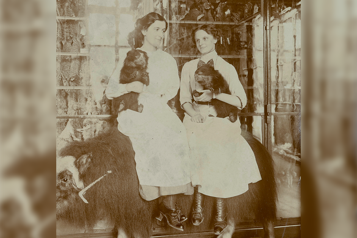 Two young female staff members of the mammal collection sitting on a taxidermied musk ox