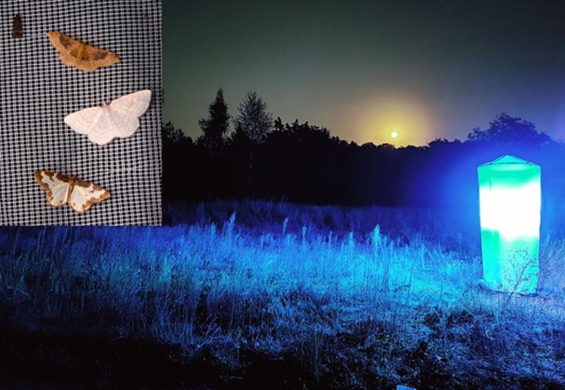 Nachtfalter im Dunklen