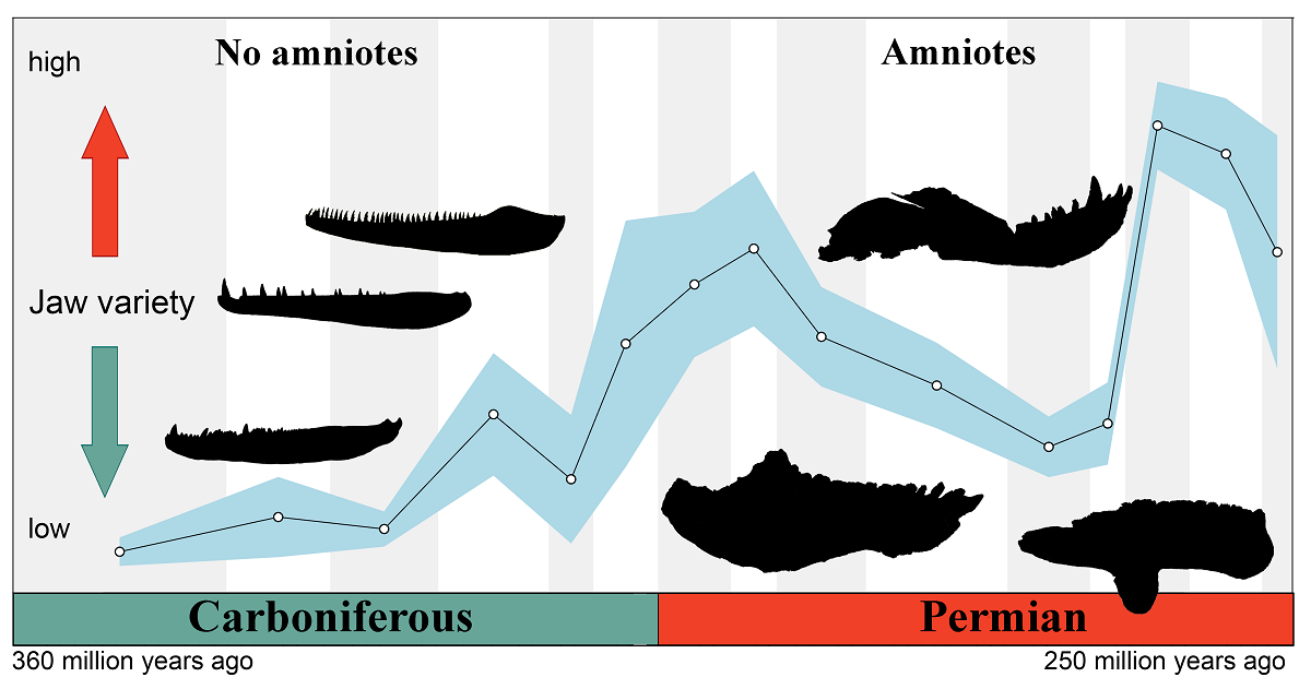 A graphic showing the evolution of jaw type diversity in amniotes and non-amniotes between 360 and 250 million years ago. 
