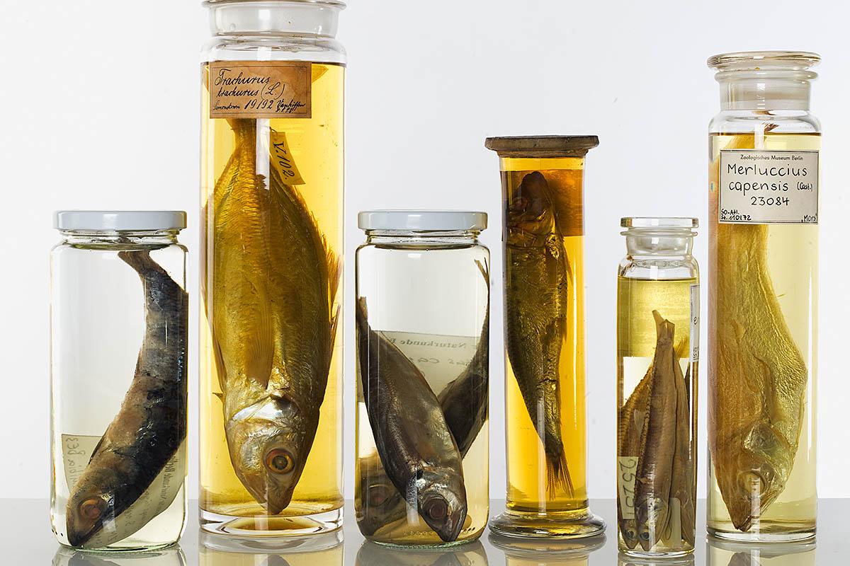 Gruppe von Nasspräparaten der Fischsammlung Gruppe von Nasspräparaten der Fischsammlung