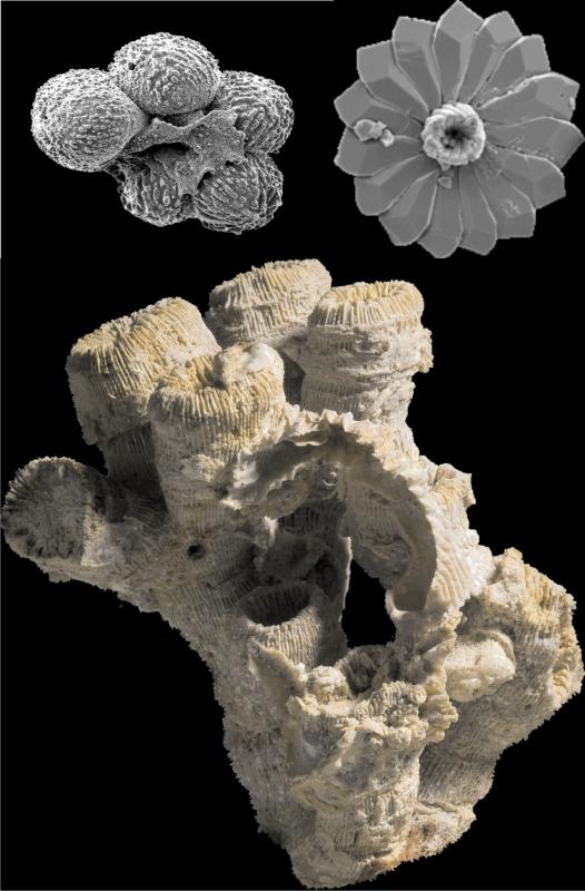Fossilien und Kalkschalen