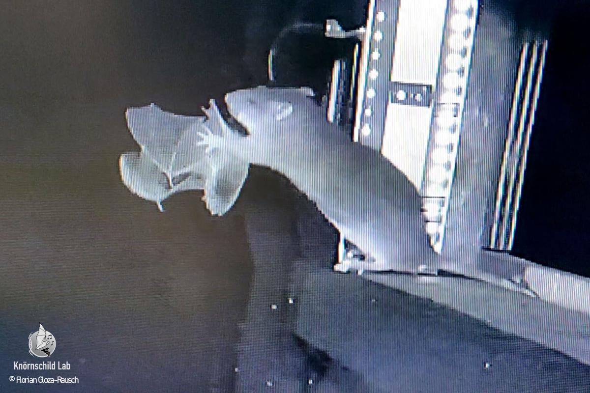 Eine Wanderratte fängt eine Fldermaus in der Luft