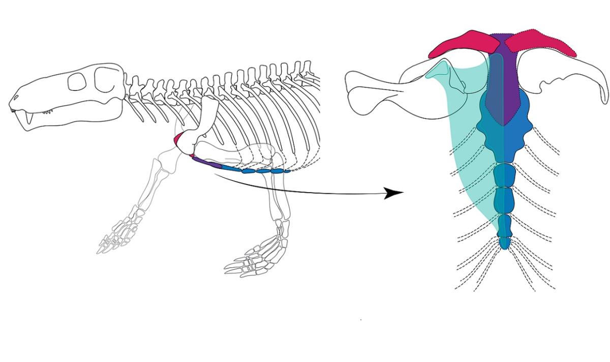 Rekonstruktion Brustbein Gorgonops