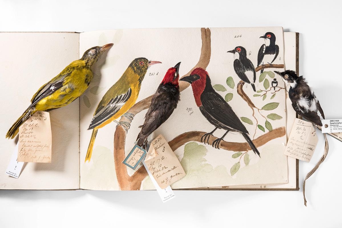 Vogelbälge aus der ornithologischen Sammlung des MfN und Skizzenbuch mit Vogelaquarellen von Georg Zenker, Carola Radke MfN