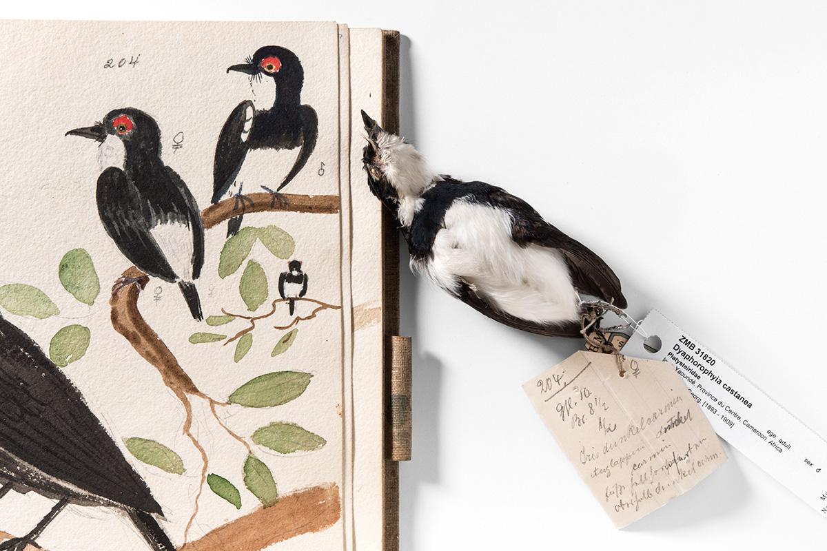 Vogelbalg des Sammlers Georg Zenker und Detail seines Skizzenbuchs aus der Forschungsstation Jaunde/Yaoundé, Carola Radke MfN