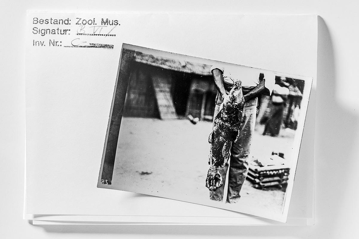 Archivansicht Fotografie einer unbekannten Person mit gefangenem Fisch, Deutsche Zentralafrika Expedition 1910–11, Nachlass Arnold Schultze-Rhonhof, Carola Radke MfN