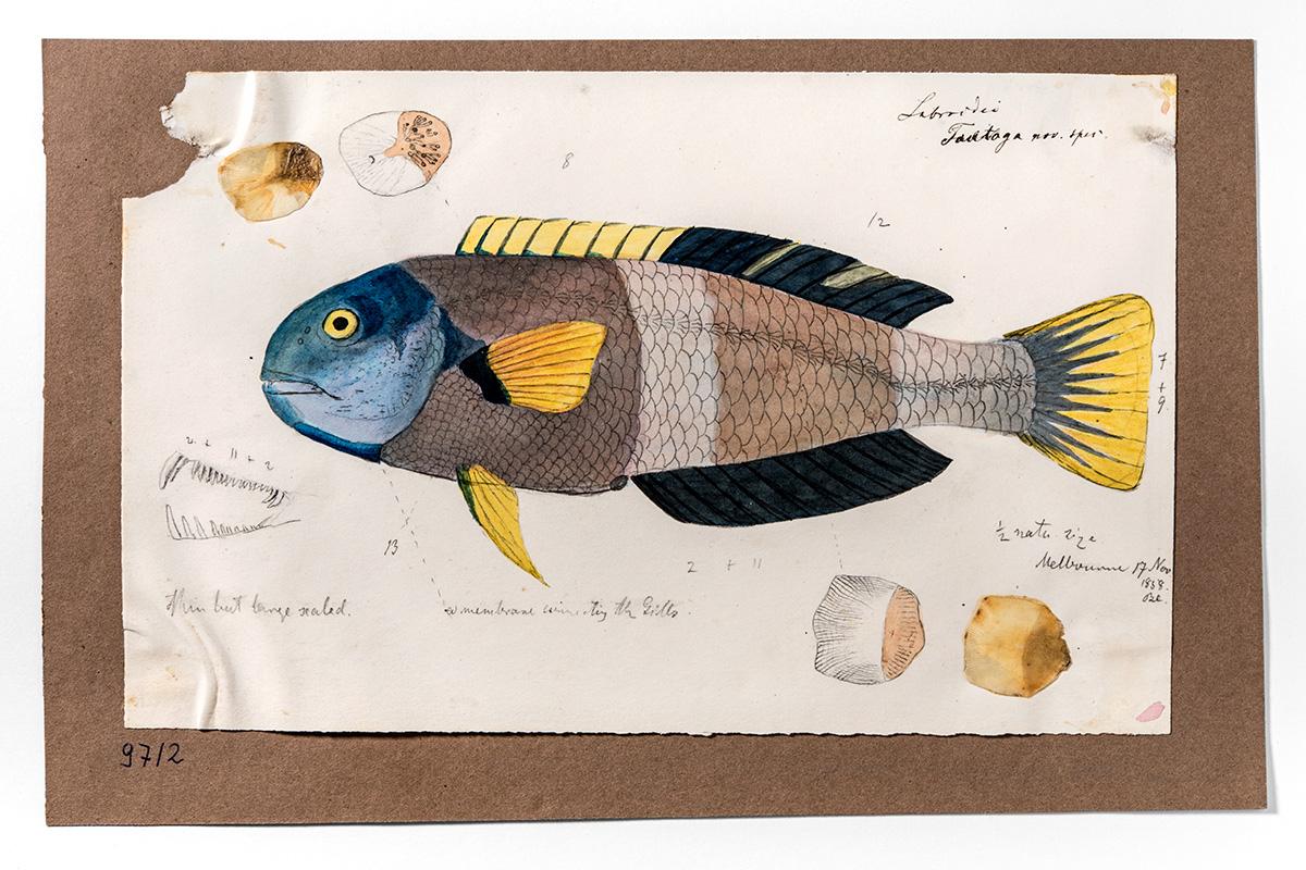 Aquarellzeichnung eines Weißbinden-Lippfisches (Notolabrus tetricus), Blandowski 1858, Carola Radke MfN