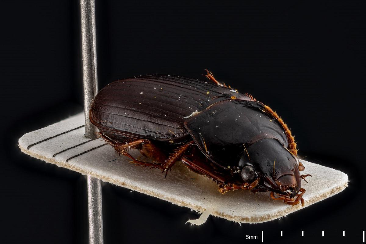 Insect portrait from the collection of the MfN called Harpalus autumnalis also called Autumn speed runner 