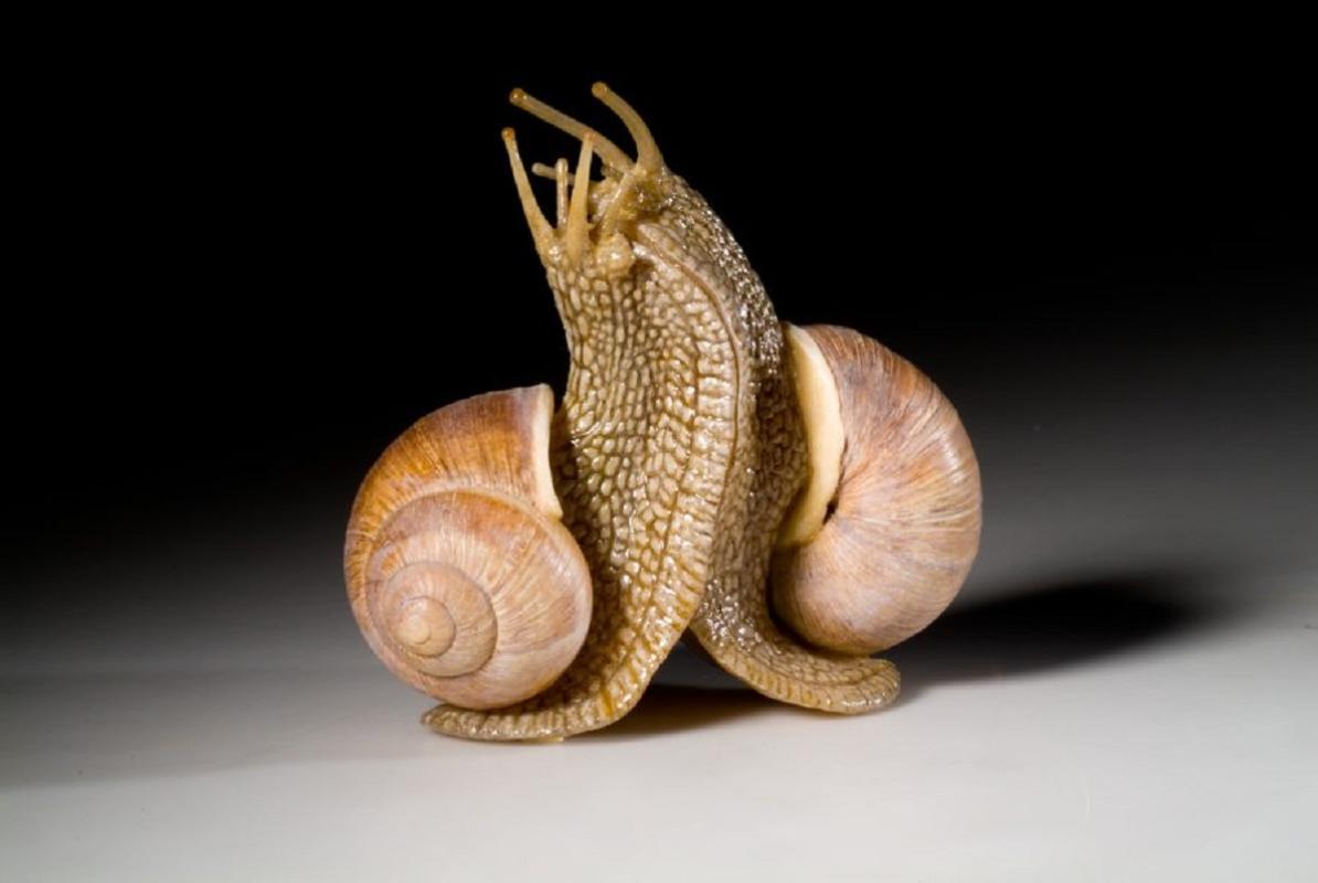 Helix pomatia © Carola Radke, Museum für Naturkunde Berlin