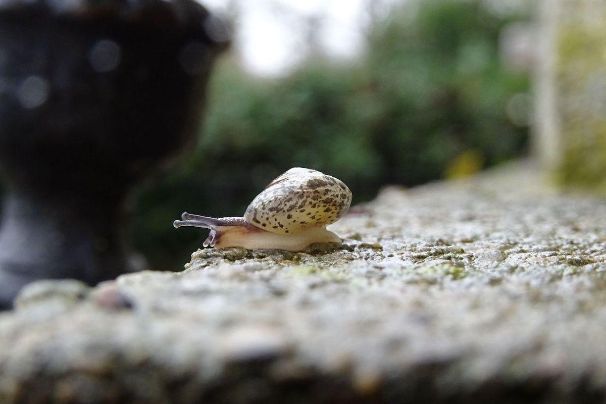 Kantige Laubschnecke auf einem Grabstein