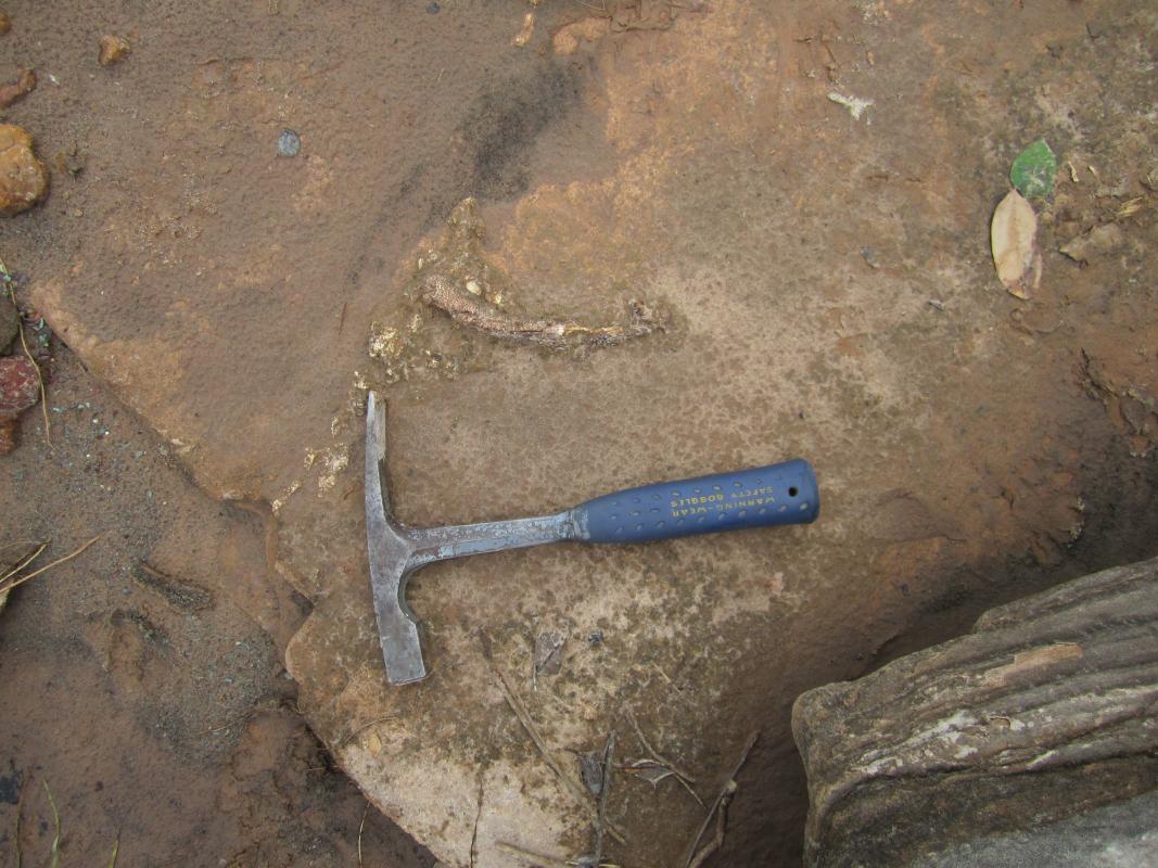 Fossilised lower jaw of the early terrestrial vertebrate Tanyka amnicola embedded in rock during field excavation, with a geological hammer placed beside it for scale.