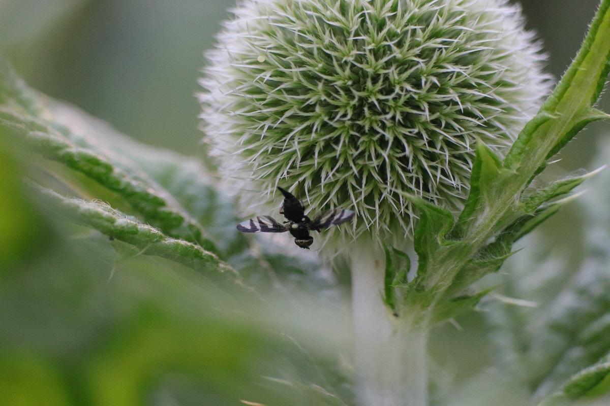 Female of a protected endemic thistle-fly species Urophora dzieduszyckii observing a young flower head of the globe thistle Echinops exaltatus 