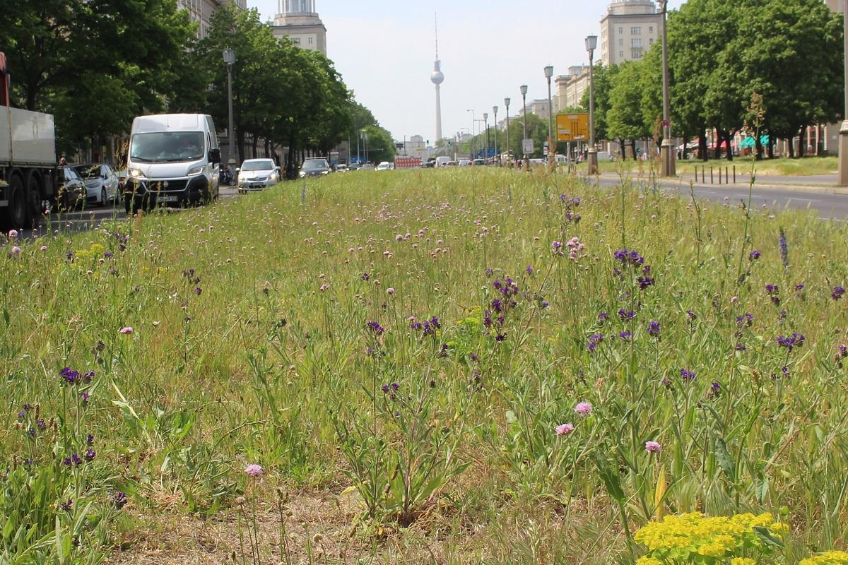 Urban Greening" project for insect diversity on the green spaces of the central reservations of selected roads in the European Green Capital