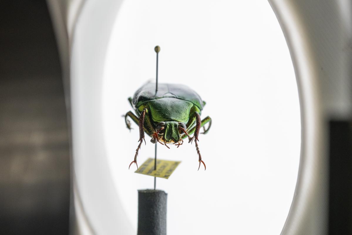 3D Digitalisierung Insekten