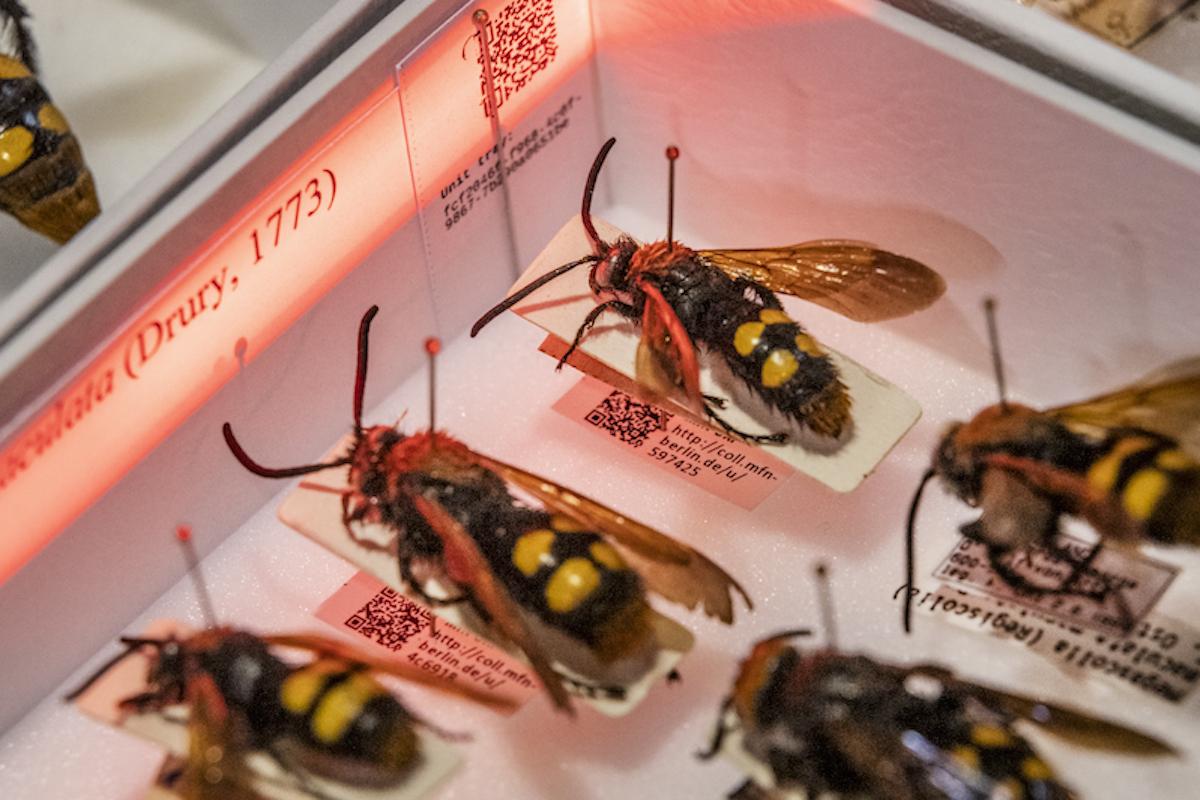 Nach dem „Fotoshooting“ werden die Tiere in neue Kästen einsortiert. ein QR-Code verbindet sie fortan mit ihrem digitalen Abbild Nach dem „Fotoshooting“ werden die Tiere in neue Kästen einsortiert. ein QR-Code verbindet sie fortan mit ihrem digitalen Abbild