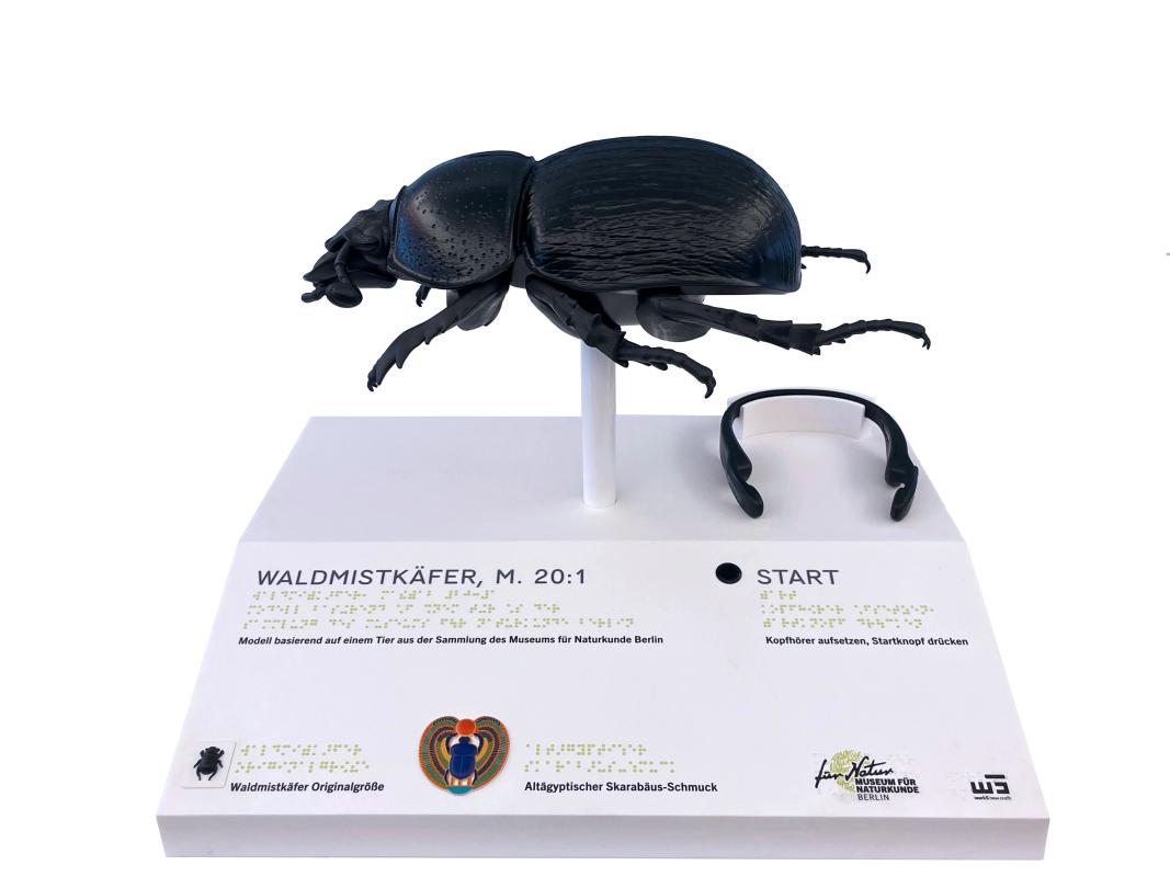 Modell eines Tastkäfers für barrierefreie Nutzung