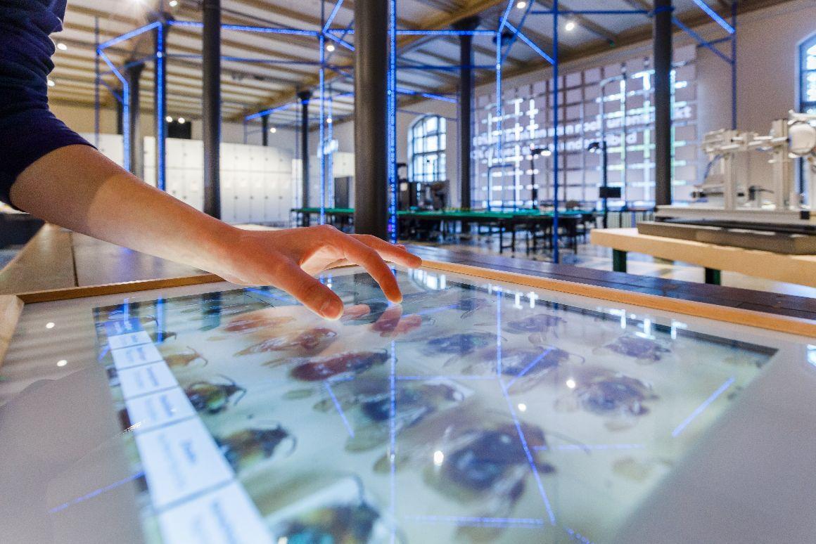Eine Person bedient einen Bildschirm im Ausstellungsbereich des Museums, auf dem ein digitalisierter Insektenkasten zu sehen ist.