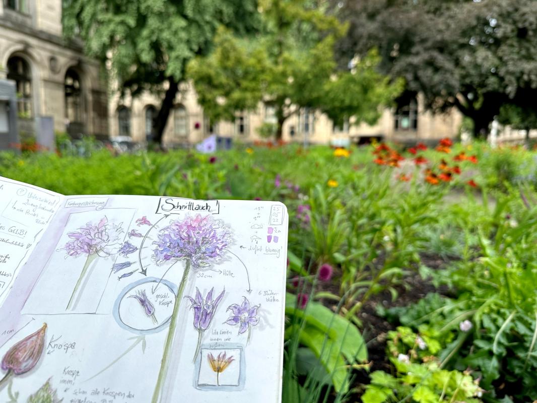 Zeichnen im Pollinator Pathmaker Garten