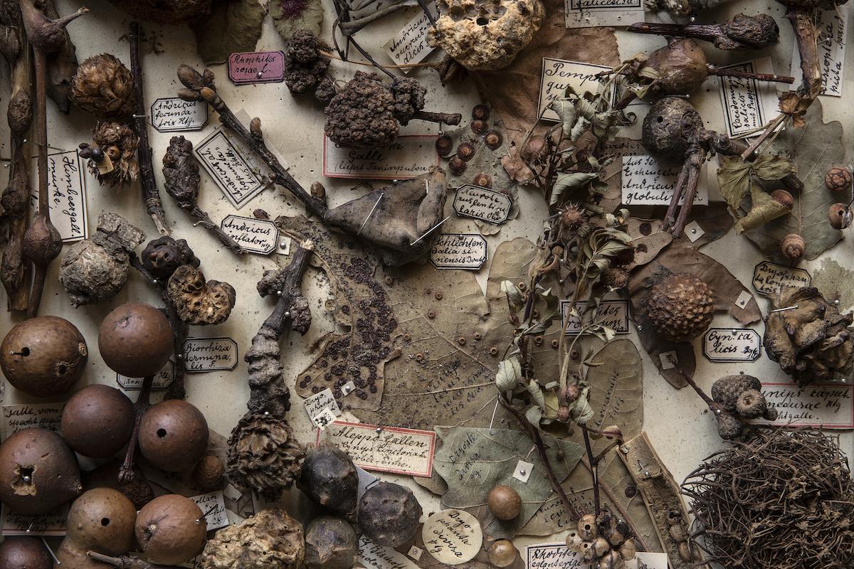 Schaukasten Sammlung Schaukasten Sammlung