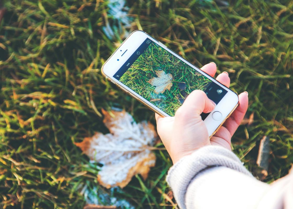 Person fotografiert ein Herbstlaub auf grüner Wiese mit goldenem Iphone