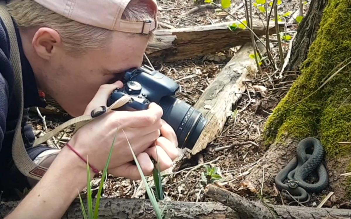 Eine Schlange wird in der freien Natur fotografiert. 