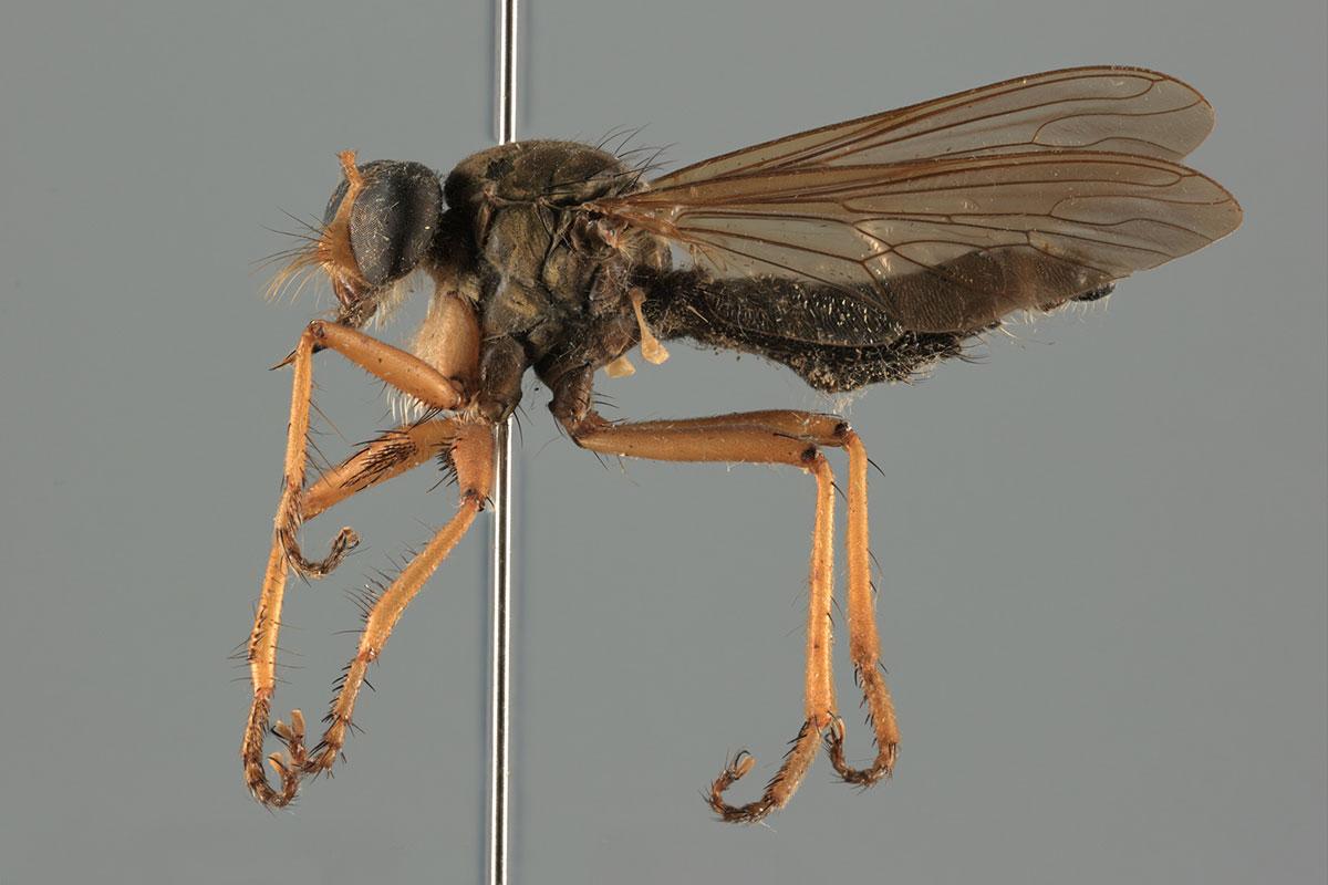 Bildbeispiel aus Entomology Conveyor - Laterale Ansicht