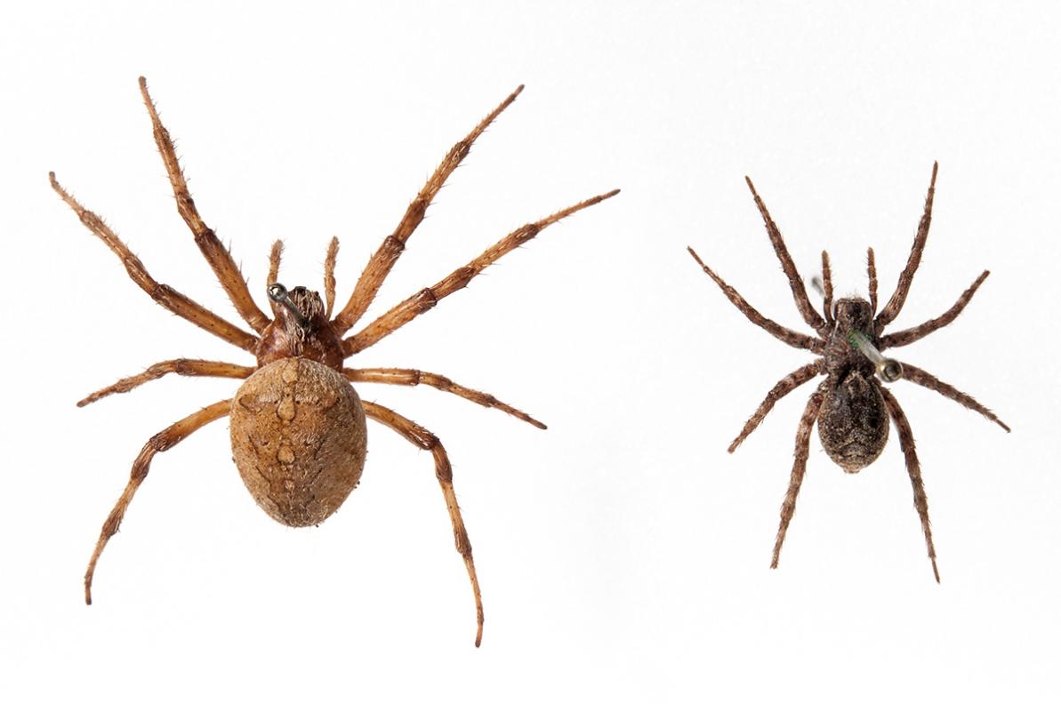 Kreuzspinne und Wolfsspinne im Vergleich Kreuzspinne und Wolfsspinne im Vergleich