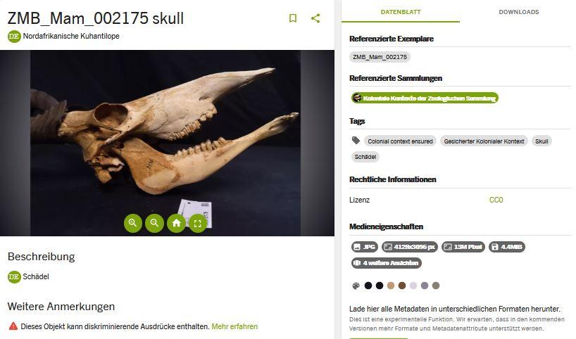 Datenportal: Kuhantilope aus der zoologischen Sammlung mit kolonialem Kontext