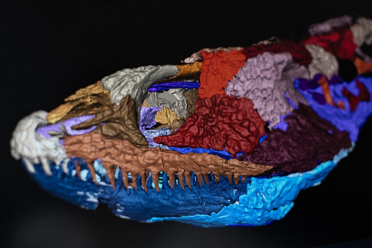 Three-dimensional CT scan of the skull of the early tetrapod Orobates pabsti.
